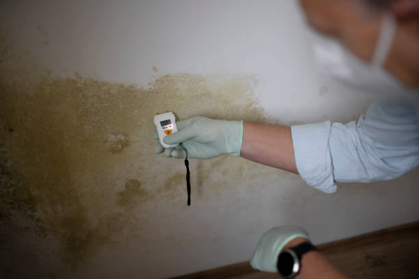 Best Office Mold Removal Services  in Strafford, MO