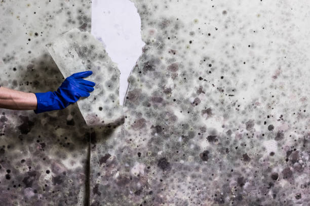 Best Residential Mold Removal  in Strafford, MO