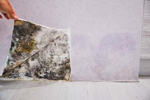 Best Mold Damage Repair  in Strafford, MO